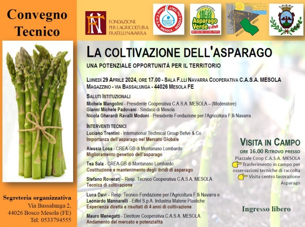 La coltivazione dell&#039;asparago: una potenziale opportunità per il territorio